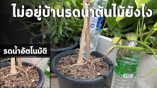 วิธีรดน้ำอัตโนมัติ | การรดน้ำสำหรับใครที่ไม่อยู่บ้านด้วยขวดน้ำพลาสติกและเชือกป่าน