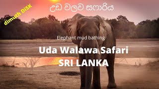 Uda Walawa Safari Sri Lanka (VLOG1)