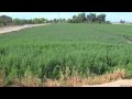 alfalfa field yuma and citrus goodyear az