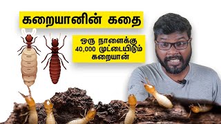 Interesting Facts about Termite|கறையான்கள் பற்றிய சுவாரஸ்ய தகவல்கள்|Onriya Uyirinam |Big Bang Bogan