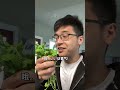 老父親很欣慰 vlog我的日常 西雅圖 shorts （上）1 2