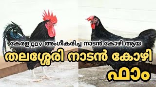 കണ്ണൂരിലെ തലശ്ശേരി നാടൻ കോഴി ഫാം | Country Chicken Farm Kerala | Poultry Media