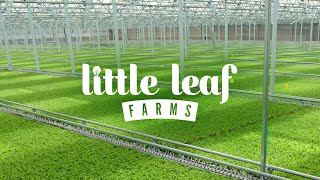 The Story of Little Leaf Farms