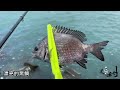 20230524 台南青鯤鯓磯釣黑鯛＃fishing＃hp黑白釣