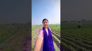 আলুর জমিতে জল দেওয়া হচ্ছে❤️ #youtubeshorts #viralvideo #shorts #agriculture #village #shortvideo