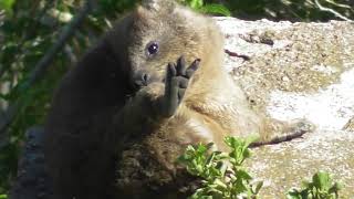 Rock Hyrax calling