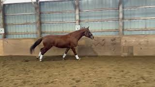 Diamontina 2018 Hanoverian Mare