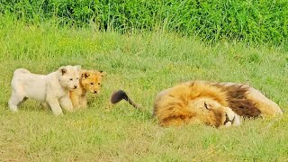 3 Naughty Lion Cubs get in Trouble