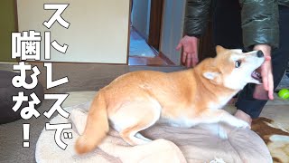 がうがうが止まらない柴犬