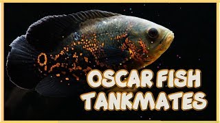 Top 15 Compatible Tankmates of Oscar Fish