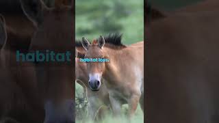 Przewalskis Horse success