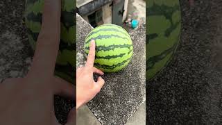 Experiment: Will a watermelon explode if it rolls down from a tall building?