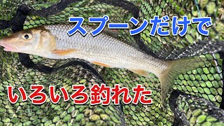 スプーンだけで、川魚がいろいろ釣れた。