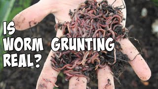 Is Worm Grunting Real??