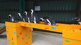 東北サファリパーク ペンギン達のお散歩 新バージョン！