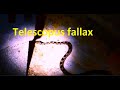 Telescopus fallax   VIDEO with Motion