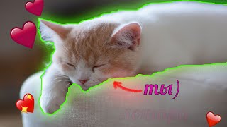 10 КОТЯТ КОТОРЫЕ УЛУЧШАТ ВАШ ДЕНЬ