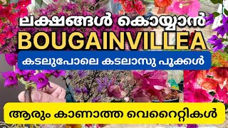 🙄50 രൂപക്ക് ഹൈബ്രിഡ് PLANT Bougainvillea|ഞെട്ടിപ്പോയ വില (50types veg seeds available)#bougainvillea