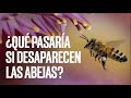 ¿Qué pasaría si desaparecen las abejas?