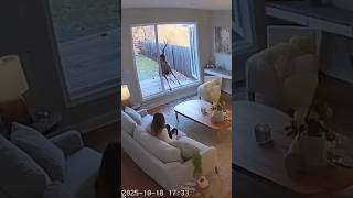 Security Cam Captures Wild Deer Crash😨🦌#shorts #viral #reels #tranding #popular #love