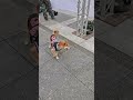 今天遇到一直在轉圈圈的柴犬😍 柴犬 pets dog 毛小孩 萌宠 小狗 shortvideo shiba animals 寵物 cute 可愛い shorts 狗狗