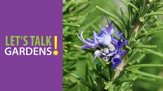 Simple Summer Herbs - Let's Talk Gardens