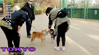 Tokyo Spring in the Setagaya city #4k#tokyo #setagaya | Explore Japan