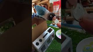 ボタンインコがコインを分別 #shortsfeed