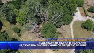 Най-старото дърво в България надживява биологичния си предел с векове