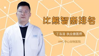 比熊智商排名