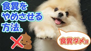 私はこれで食糞をやめました【ポメラニアン犬モチ】