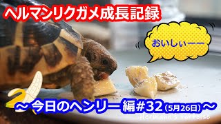 ヘルマンリクガメ飼育 今日のヘンリー編＃32（5月26日）