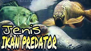 JENIS IKAN PREDATOR AIR TAWAR (Ada yang Raksasa)