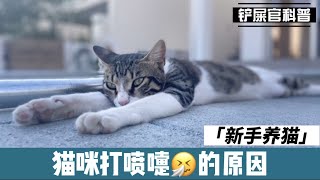 新手养猫 / 猫咪打喷嚏? cat sneezing ？别慌! 帮你找原因