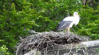 夜のガイドツアー巣にいるシュバシコウ親子 White Stork 2018 0614