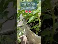 my indoor watermelon 🍉🍉🍉🍉 #garden #gardening #happy #watermelon #trending #trend