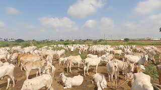 Beerappa from Ginigera rearing 600 cows