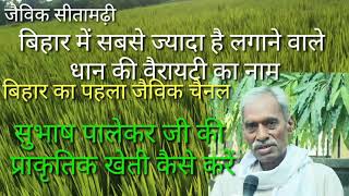 बिहार में सबसे ज्यादा लगाया जाने वाली धान की वैरायटी | paddy seed | bihar dhan seed #JaivikSitamarhi