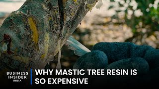 Why Mastic Tree Resin Is So Expensive | So Expensive