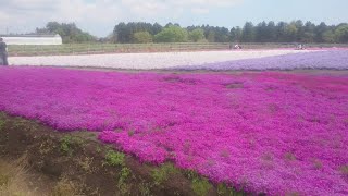 【2018/4/19(木)朝録り】(前編)満開の芝桜🌸富田さとにわ耕園散歩してみた🌸