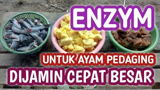 CARA MEMBUAT ENZYM AGAR AYAM CEPAT BESAR