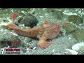 வித்தியாசமான உயிரினங்கள் eight amazing sea creature tamil info share