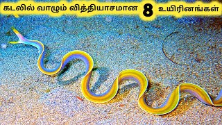 வித்தியாசமான உயிரினங்கள் || Eight Amazing Sea Creature || Tamil Info Share