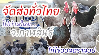 จัดส่งทั่วไทย พาน้อง ไก่ไข่ออสตราลอป ขนสีดำกับสีบลู ไปบ้านใหม่แดนอีสาน จ.กาฬสินธุ์ by คำเงินฟาร์ม