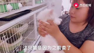 让猫贩子在宠物市场给代购猫，给100代购费保猫咪健康，咋想的？