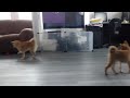 柴犬　150504　朝のお遊び１