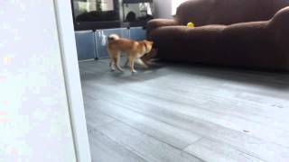 柴犬　150504　朝のお遊び１