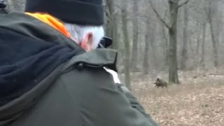 Polowanie zbiorowe - strzał do dzika - Drückjagd - vildsvinsjakt - driven hunt - Chasse Au Sanglier