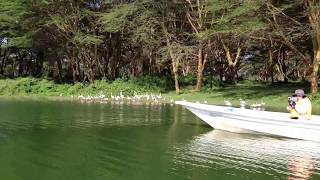 【ケニアの旅】ナクル湖のフラミンゴ達