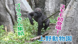 スモモ初登場！ゴリラさん集結(上野動物園)